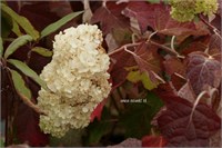 Блэк Порч (Hydrangea quercifolia Black Porch) 2894
