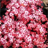 Блэк Тауэр (Sambucus nigra Black Tower) 2896