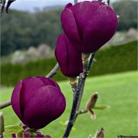Блэк Тюлип (Magnolia Black Tulip) 2897