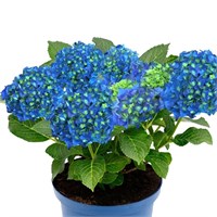 Блю Пауэр (Hydrangea macrophylla Blue Power) 2914