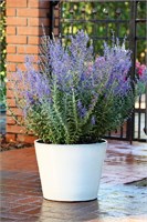 Блю Стилл (Perovskia atriplicifolia Blue Steel) 2922