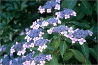 Блюбёрд (Hydrangea serrata Bluebird) 2943