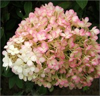 Бобо (Hydrangea paniculata Bobo) 2944