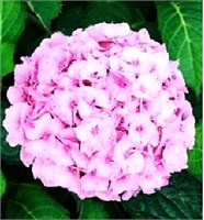 Боденси (Hydrangea macrophylla Bodensee) 2945