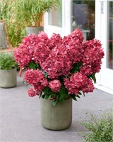 Бонфайр (Hydrangea paniculata Bonfire) 2950