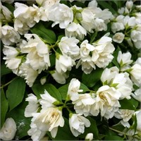 Букет Бланк (Philadelphus Bouquet Blanc) 2961