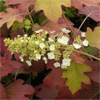 Бургунди (Hydrangea quercifolia Burgundy) 2963