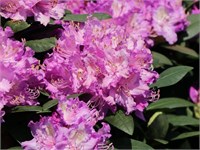 Бурсо (Rhododendron Catawbiense Boursault) 2964