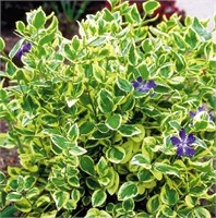 Вариегата (Vinca major Variegata) 2984