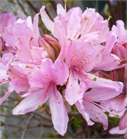 Вестерн Лайтс (Azalea prinophyllum Western Lights) 2992