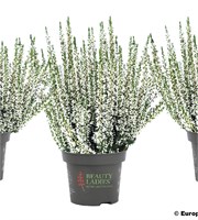 Вива (Calluna vulgaris Viva) 2994