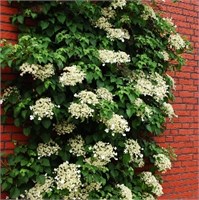 видовая норма (Hydrangea anomala petiolaris) 3003
