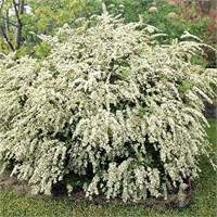 видовая норма (Spiraea vanhouttei) 3029