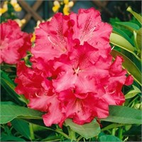 Вилгенс Руби (Rhododendron Wilgen's Ruby) 3032