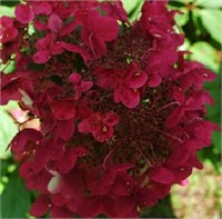 Вимс Ред (Hydrangea paniculata Wim’s Red) 3039