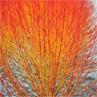 Винтер Бьюти (Cornus sanguinea Winter Beauty) 3042
