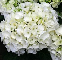Вуду (Hydrangea macrophylla Wudu) 3069