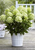 Гарденлайт Уайтлайт (Hydrangea paniculata Whitelight) 3073