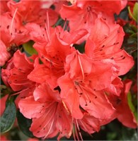 Гейша Оранж (Azalea japonica Geisha Orange) 3075