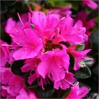 Гейша Пурпл (Azalea japonica Geisha Purple) 3076