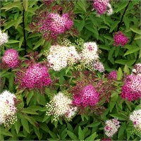 Генпей (Spiraea japonica Genpei) 3078