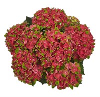 Глосси Липс (Hydrangea macrophylla Glossy Lips) 3113