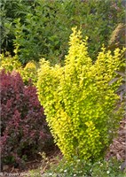 Голден Пиллар (Berberis thunbergii Golden Pillar) 3134