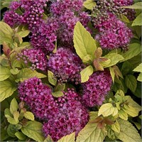 Голден Принцесс (Spiraea japonica Golden Princess) 3135