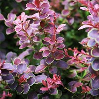 Голден Ринг (Berberis thunbergii Golden Ring) 3137