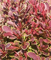 Голден Руби (Berberis thunbergii Golden Ruby) 3138
