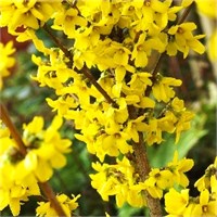 Голдзаубер (Forsythia intermedia Goldzauber) 3143