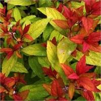 Голдфлэйм (Spiraea japonica Goldflame) 3148