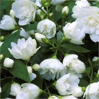Горностаева мантия (Philadelphus Manteau d'Hermine) 3153