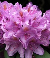 Грандифлорум (Rhododendron Catawbiense Grandiflorum) 3157