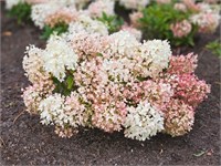 Граундбрейкер Блаш (Hydrangea paniculata Groundbreaker Blush) 3161