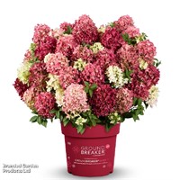 Граундбрейкер Руби (Hydrangea paniculata Hydrangea paniculata Groundbreaker Ruby) 3166