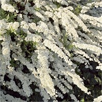 Грефшейм (Spiraea cinerea Grefsheim) 3177