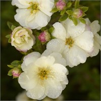 Дабл Панч Крем (Potentilla fruticosa Double Punch Cream) 3204