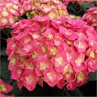Дабл Пинк Лов (Hydrangea macrophylla Double Pink Love) 3207