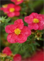 Данни Бой (Potentilla fruticosa Danny Boy) 3215