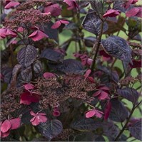 Даредевил (Hydrangea serrata Daredevil) 3216