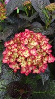 Дарк Ангел (Hydrangea macrophylla Dark Angel) 3218
