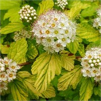 Дартс Голд (Physocarpus opulifolius Dart's Gold) 3219