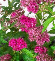 Дартс Ред (Spiraea japonica Dart's Red) 3220