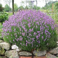 Дварф Блю (Lavandula angustifolia Dwarf Blue) 3221