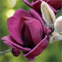 Джени (Magnolia Genie) 3236