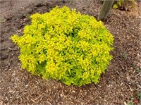Дзен Спирит Голд (Spiraea japonica Zen Spirit Gold) 3242