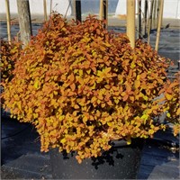 Дзен Спирит Карамель (Spiraea japonica Zen Spirit Caramel) 3243