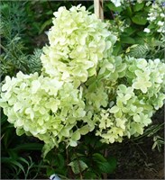 Диамантино (Hydrangea paniculata Diamantino) 3244