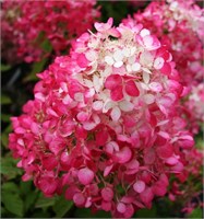 Диамонд Руж (Hydrangea paniculata Diamand Rouge) 3249